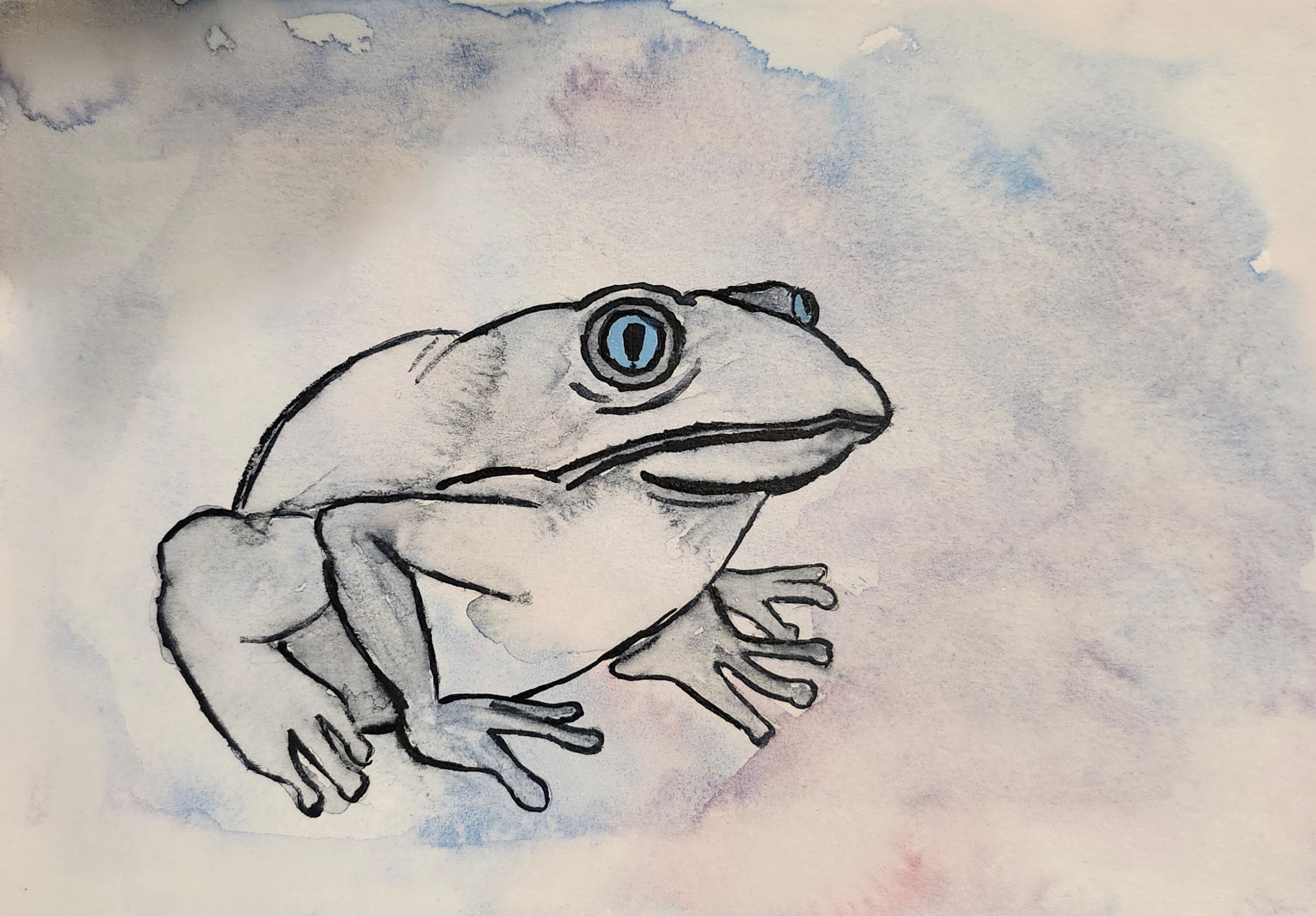Grey frog, watercolor