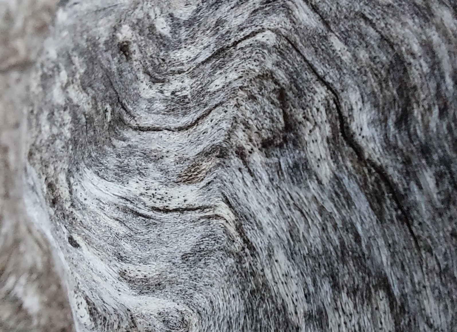 macro picture of wood